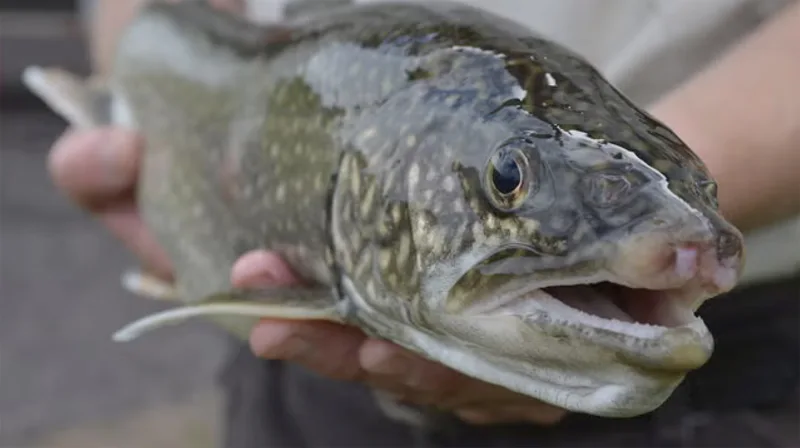 Lake Superior trout harvest cut as lamprey reduce population
